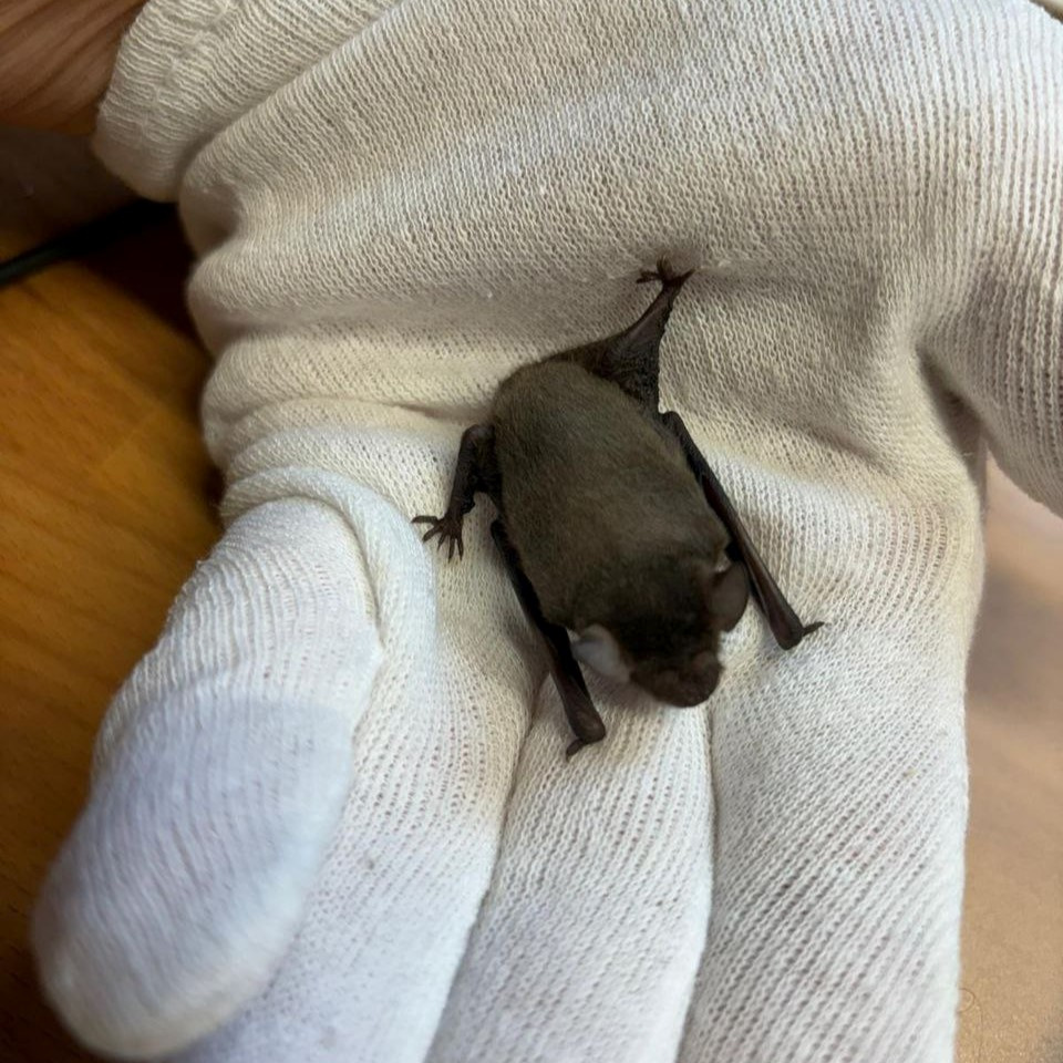 Fledermäuse Teil 2: Unsere einheimischen&nbsp;Arten