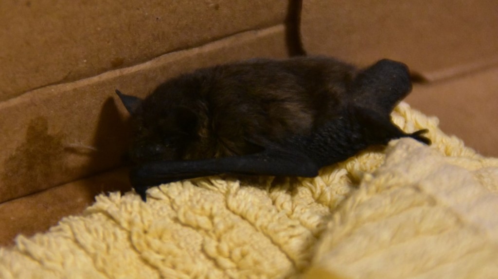 Die Fledermaus in der Kartonbox (© Cornelia Hebrank, 2024)