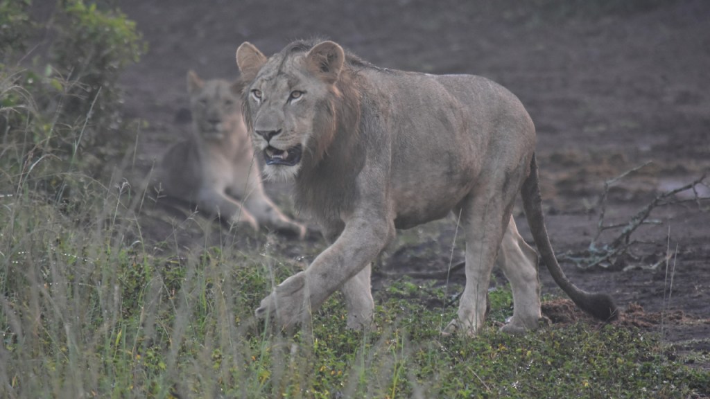 Der junge Löwe kommt zu uns heranspaziert, während seine Schwester im Hintergrund noch liegen bleibt (© Cornelia Hebrank, 2024)