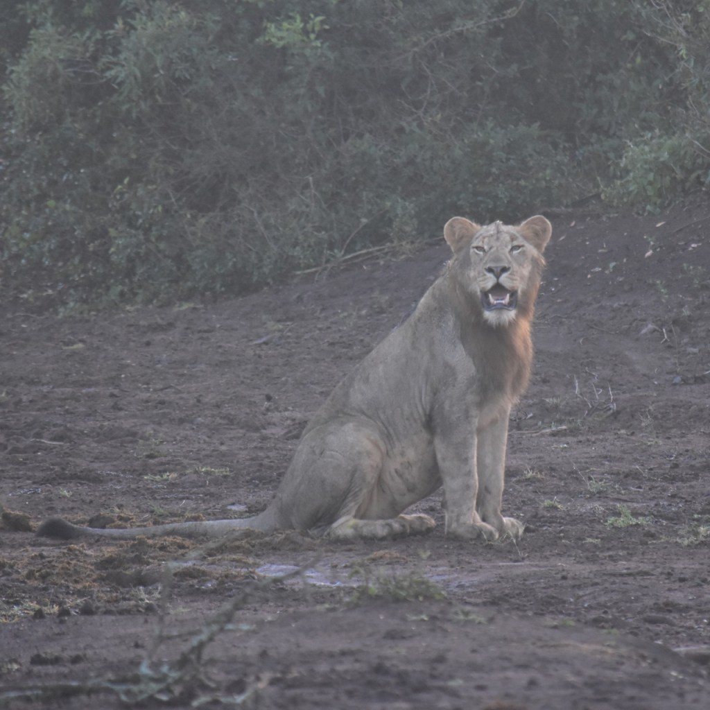 Ein sitzender junger Löwe (© Cornelia Hebrank, 2024)