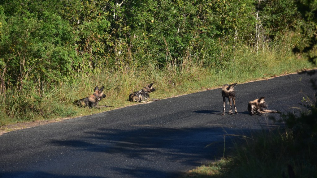 Einige Hyänenhunde auf und am Rand der Straße (© Cornelia Hebrank, 2024)
