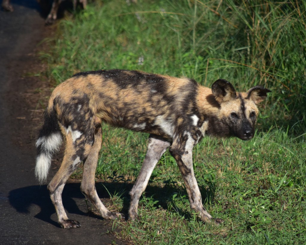 Ein Hyänenhund schaut interessiert in die Kamera (© Cornelia Hebrank, 2024)
