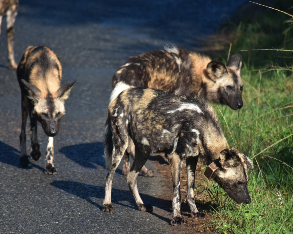 Drei Hyänenhunde am Straßenrand, ganz vorne das erwachsene Weibchen (© Cornelia Hebrank, 2024)
