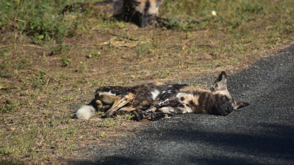 Ein Hyänenhund schläft in der Sonne am Straßenrand (© Cornelia Hebrank, 2024)