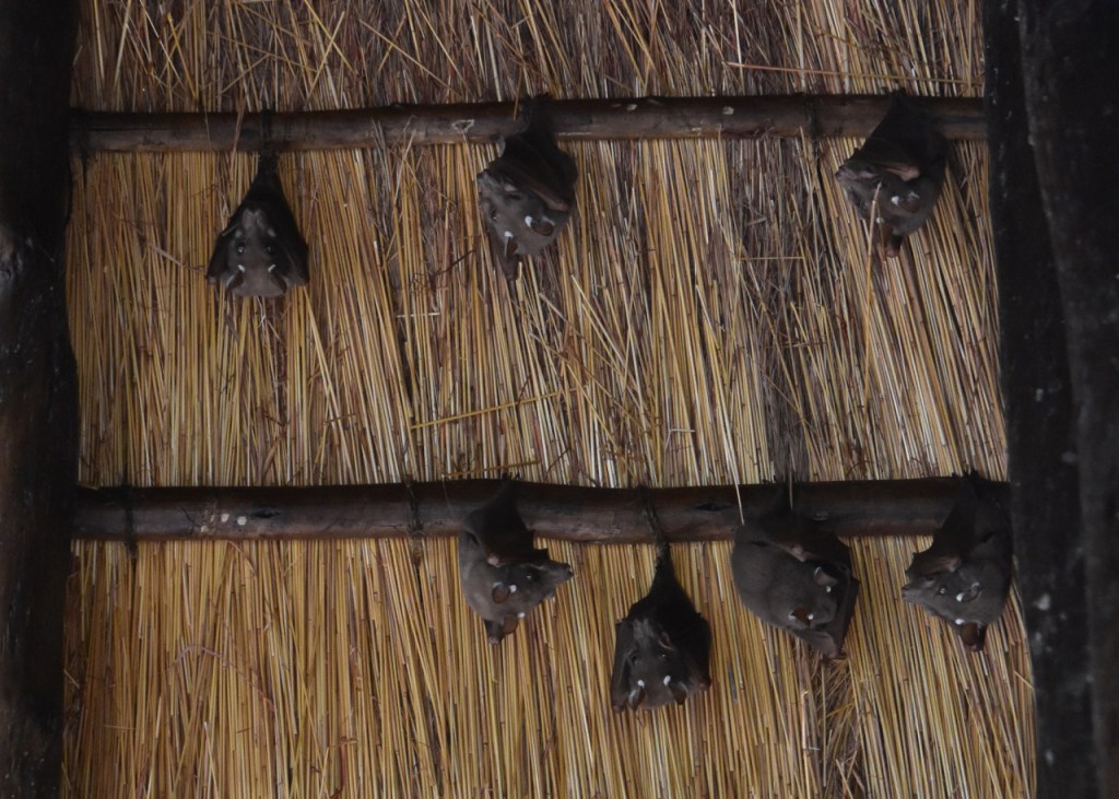 Ausschnitt eines Daches mit vielen hängenden Flughunden (© Cornelia Hebrank, 2024)