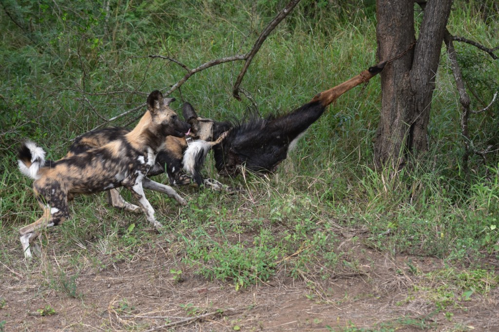 Mehrere Hyänenhunde zerren an dem angeketteten Nyala-Bein (© Cornelia Hebrank, 2024)