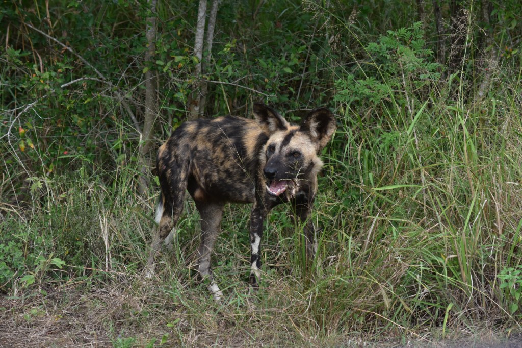 Hyänenhund kaut auf einem Stück Knochen herum (© Cornelia Hebrank, 2024)