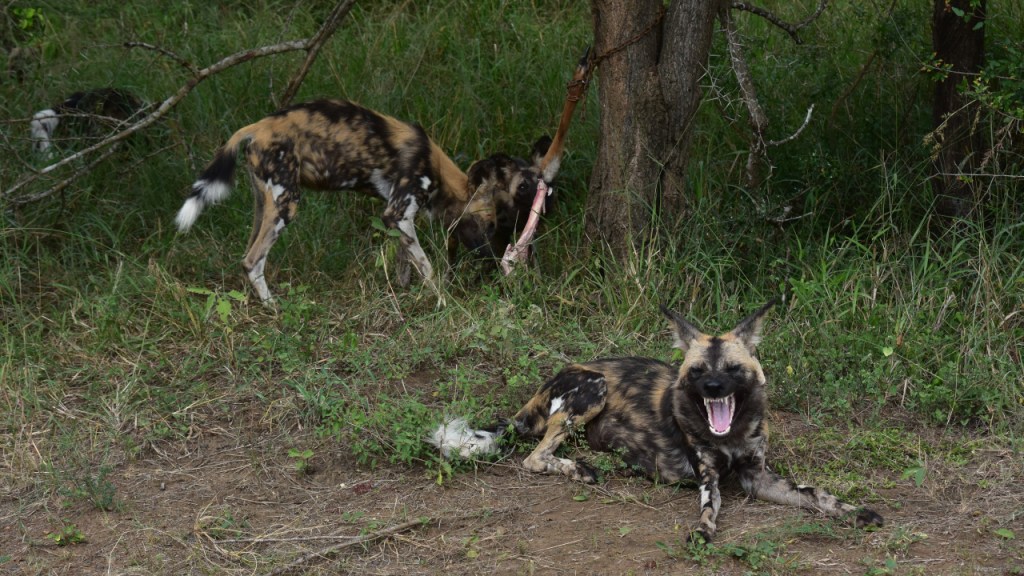 Während im Hintergrund noch Hyänenhunde an den Beinresten knabbern, liegt einer im Vordergrund und gähnt (© Cornelia Hebrank, 2024)
