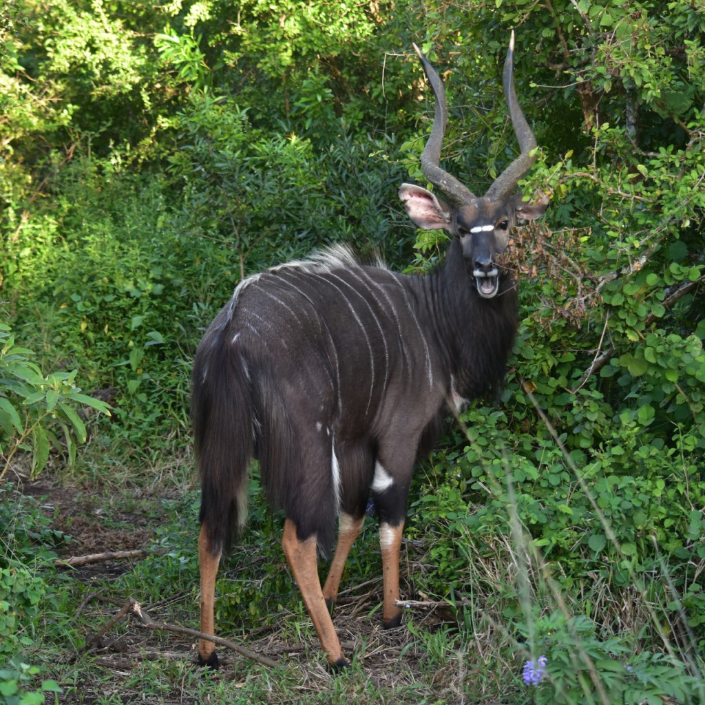 Ein Nyala-Männchen fühlt sich beim Busch fressen gestört (© Cornelia Hebrank, 2024)