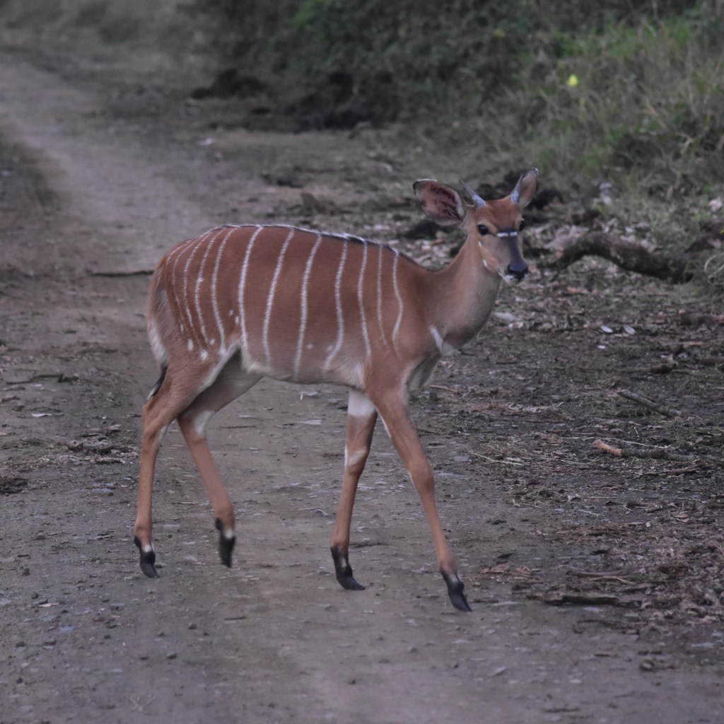 Ein junges Nyala-Männchen, bei dem grade erst die ersten Hornspitzen zu erkennen sind (© Cornelia Hebrank, 2024)
