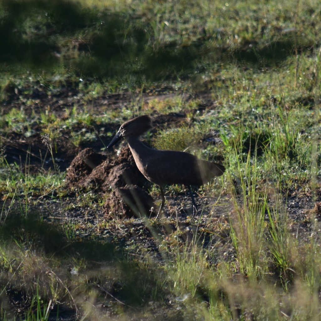 Ein Hammerkopf stakst vor sich hin (© Cornelia Hebrank, 2024)