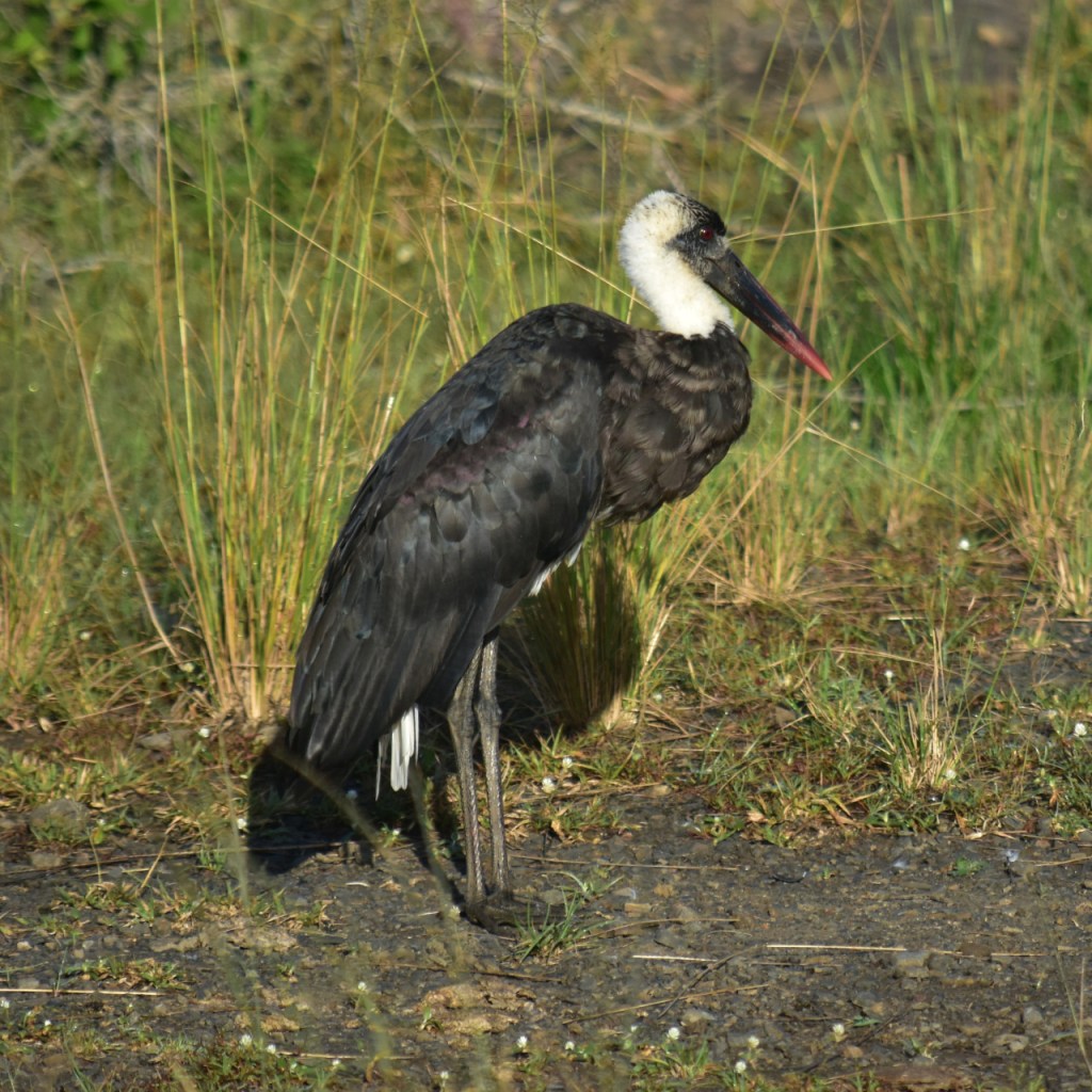Ein Wollhalsstorch steht vor einigen Grasbüscheln (© Cornelia Hebrank, 2024)