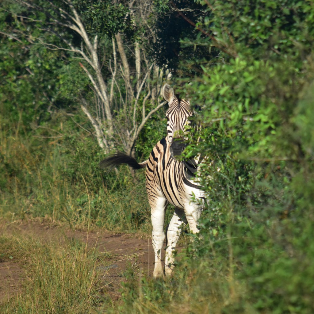 Afrika-Abenteuer 2024: Tag 14 – Die letzte Tour in den&nbsp;Park