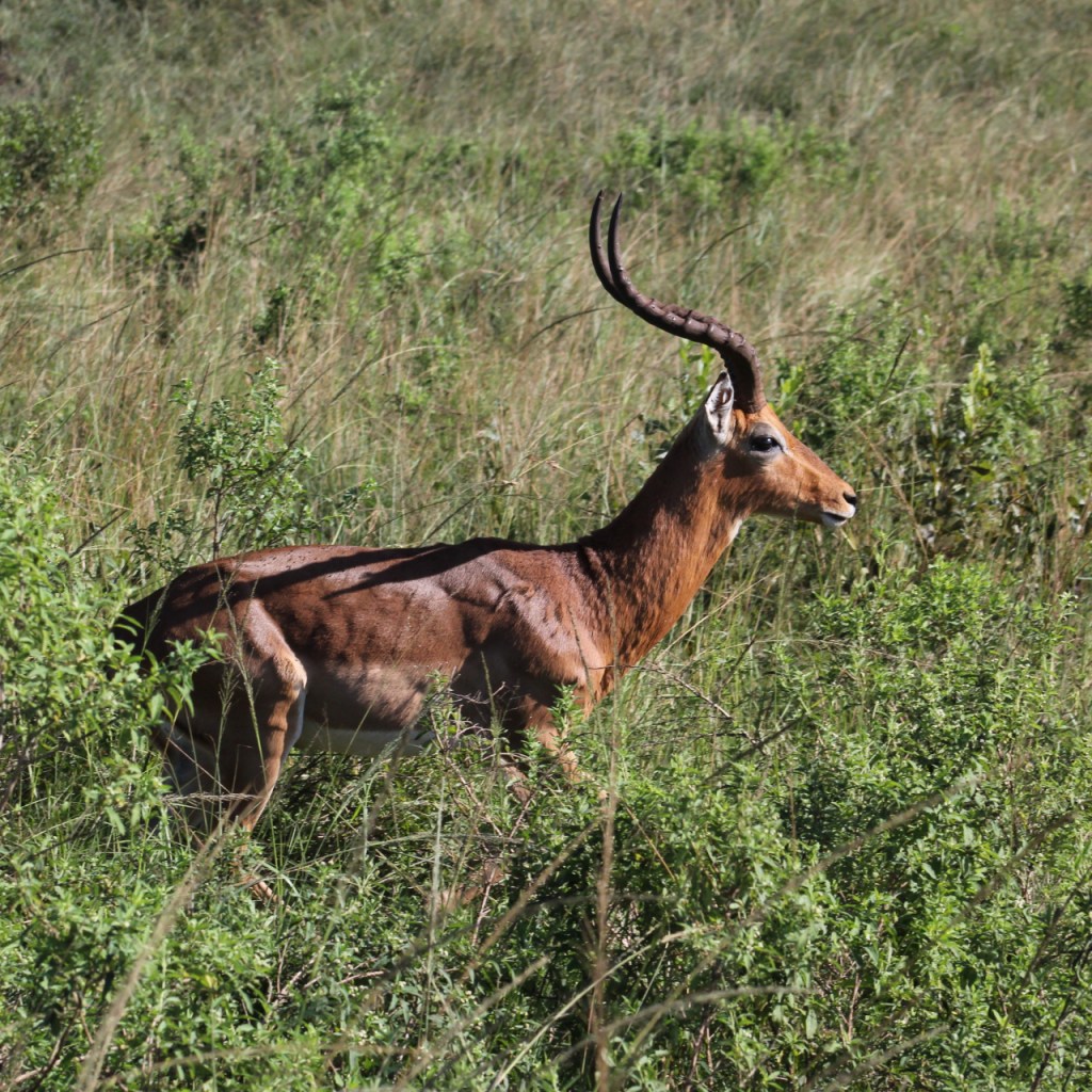 Ein Impala hat sich stolz aufgerichtet (© Sebastian Sperling, 2024)