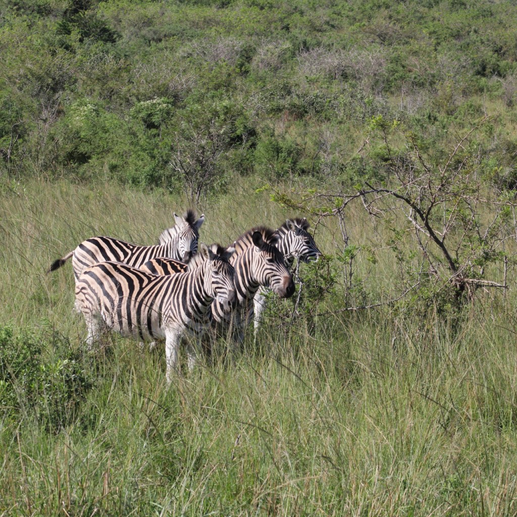 Eine Zebraherde im hohen Gras (© Sebastian Sperling, 2024)