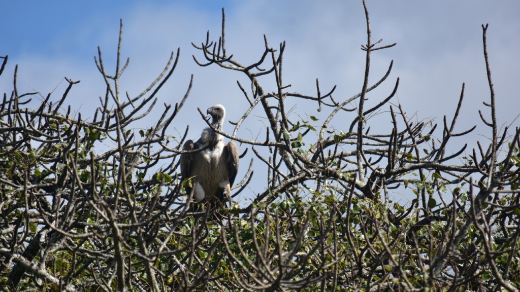 Ein Weißrückengeier sitzt im Baumwipfel und schaut interessiert (© Cornelia Hebrank, 2024)