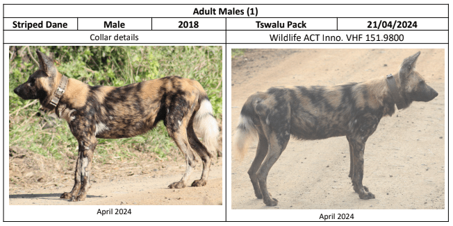 Ausschnitt aus dem ID-Kit zu Striped Dane