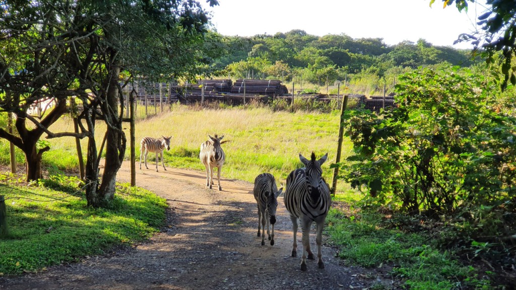 Eine Herde von Zebras kommt durch das Eingangstor in das Camp gelaufen (© Sebastian Sperling, 2024)