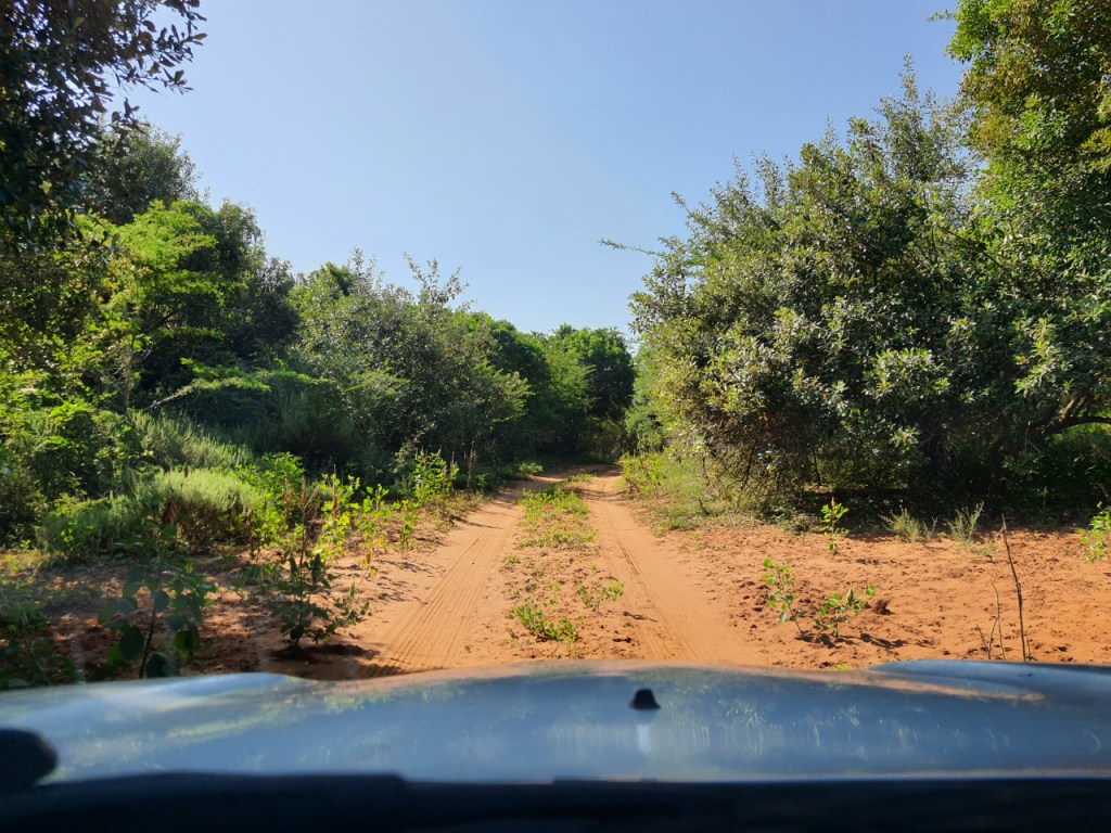 Ausblick aus dem Auto auf den sandigen Feldweg durch den Busch (© Cornelia Hebrank, 2024)