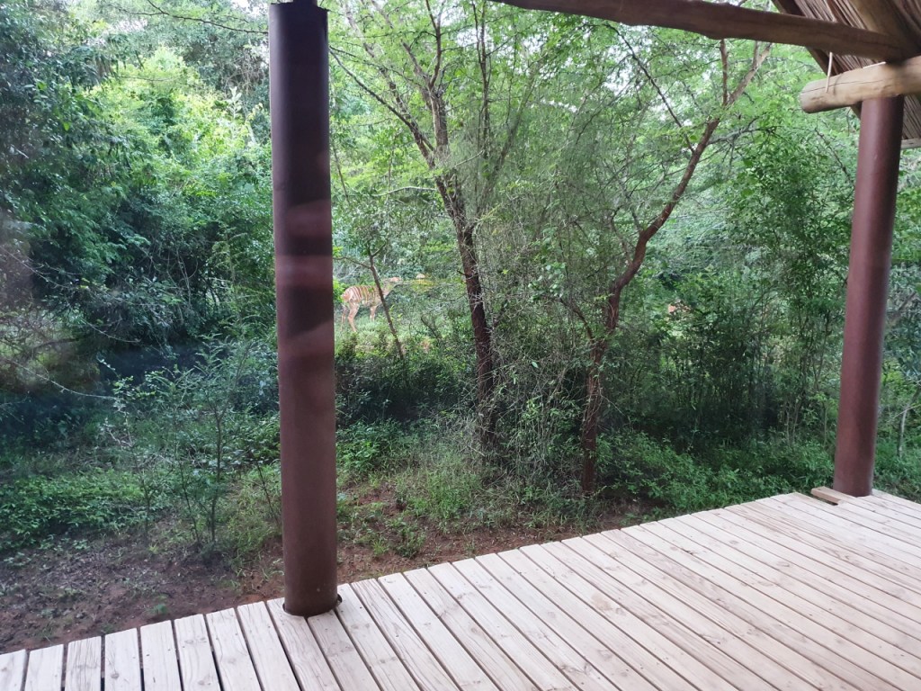 Ausblick in den Busch aus dem Fenster des Zimmers mit einer halbversteckten Antilope im Gesträuch (© Sebastian Sperling, 2024)