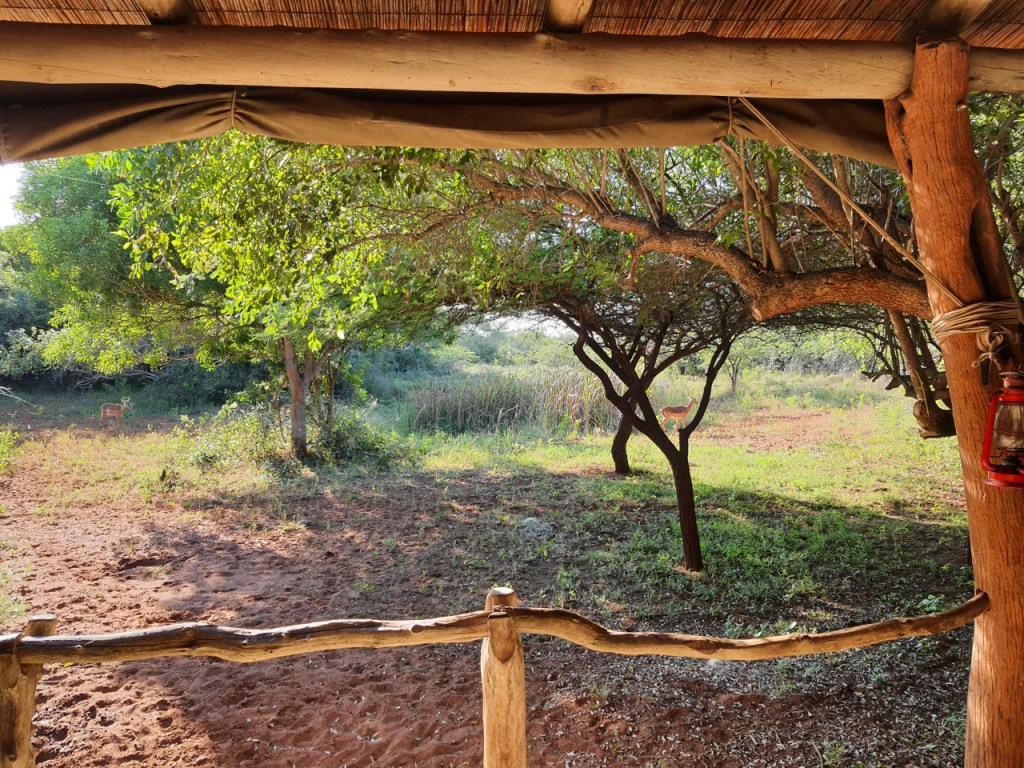 Ausblick vom Restaurantbereich beim Frühstück, mit einigen Antilopen bei deren Spaziergang (© Cornelia Hebrank, 2024)