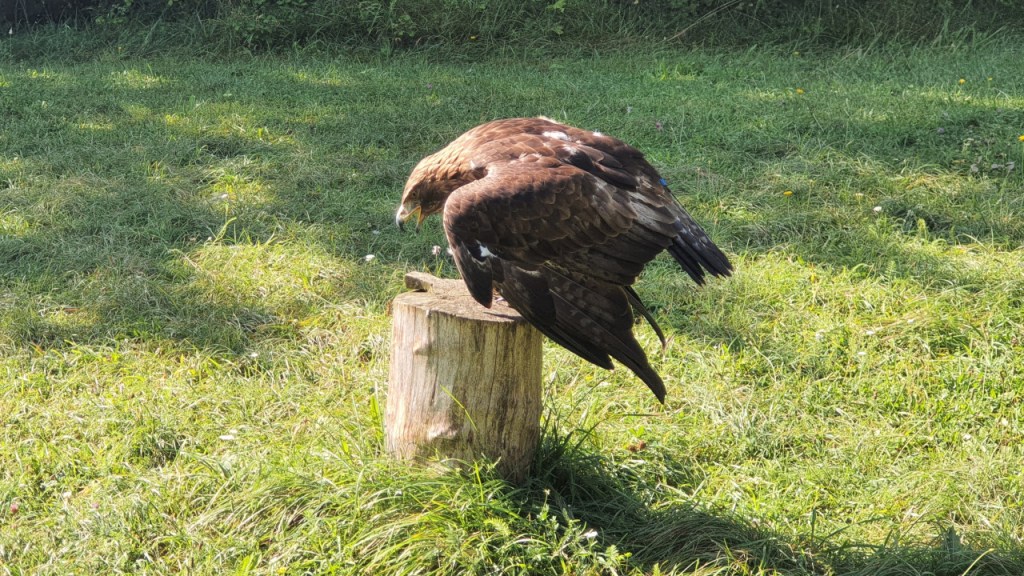 Der Steinadler sitzt auf einem Holzblock mit halb ausgebreiteten Flügeln und geöffnetem Schnabel (© Cornelia Hebrank, 2024)