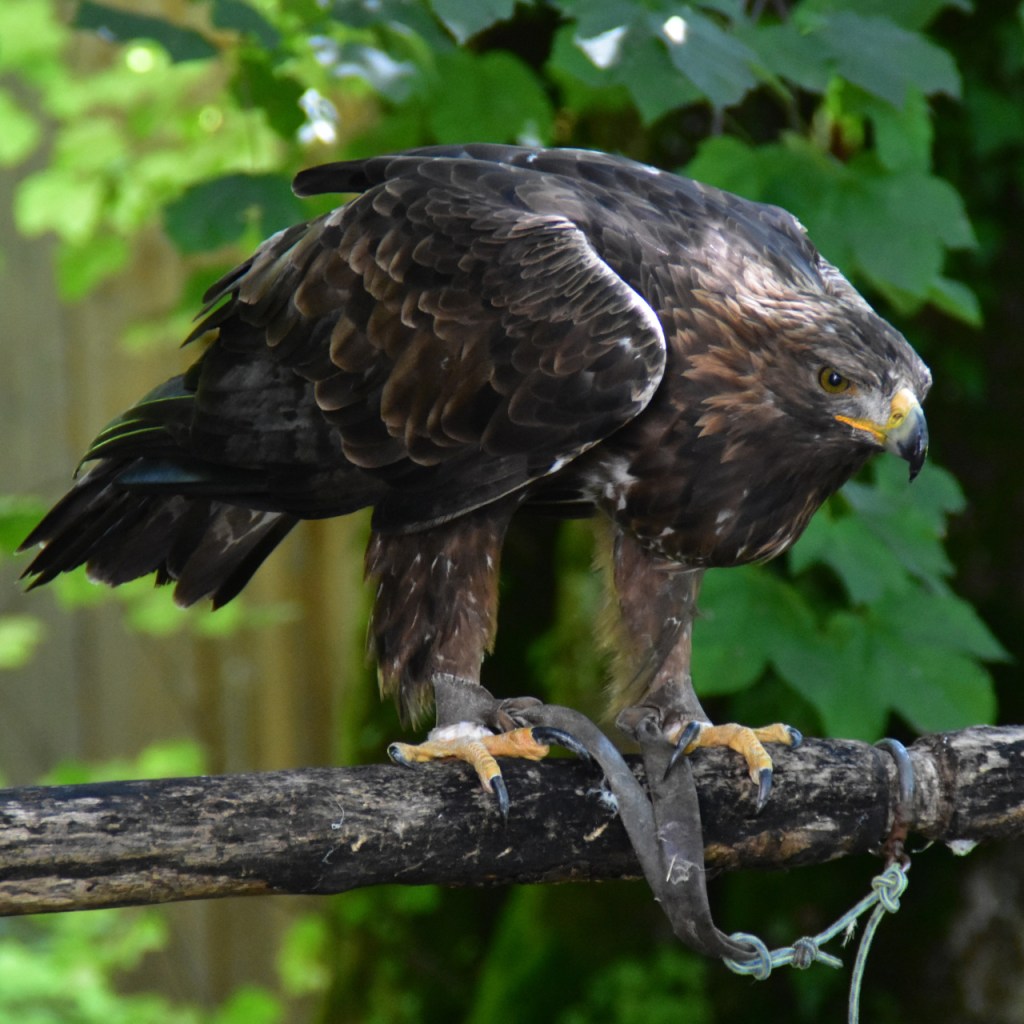 Der Adler schaut mit direktem Blick von seinem Ast herunter (© Cornelia Hebrank, 2024)
