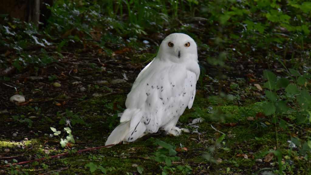 Ein Schneeeulenmännchen auf dem Waldboden (© Cornelia Hebrank, 2024)