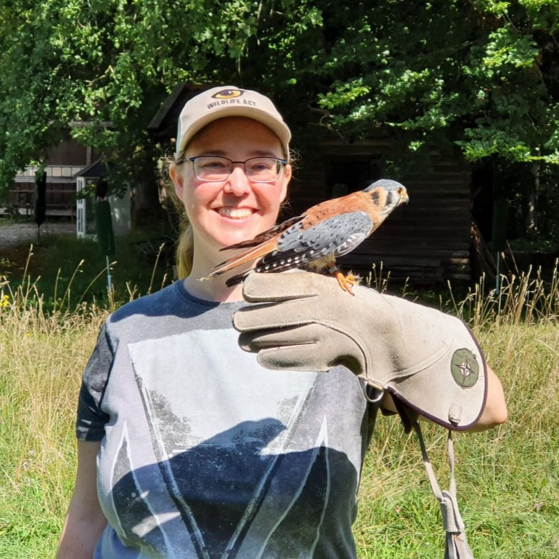 Der Buntfalke sitzt auf Cornelias Handschuh (© Sebastian Sperling, 2024)