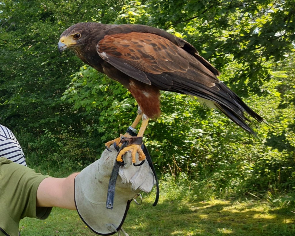 Nahaufnahme vom Wüstenbussard Gonzo auf einem Handschuh (© Cornelia Hebrank, 2024)