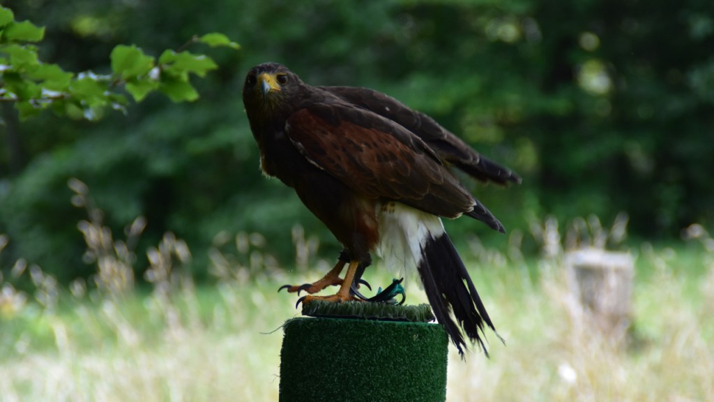 Der Wüstenbussard sitzt auf seinem Platz und schüttelt die Flügel (© Cornelia Hebrank, 2024)