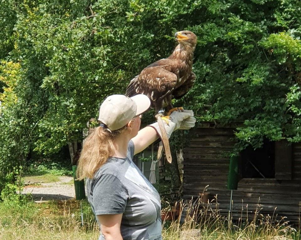 Cornelia mit dem Steppenadler auf der Hand, passend gedreht zum Abflug (© Sebastian Sperling, 2024)