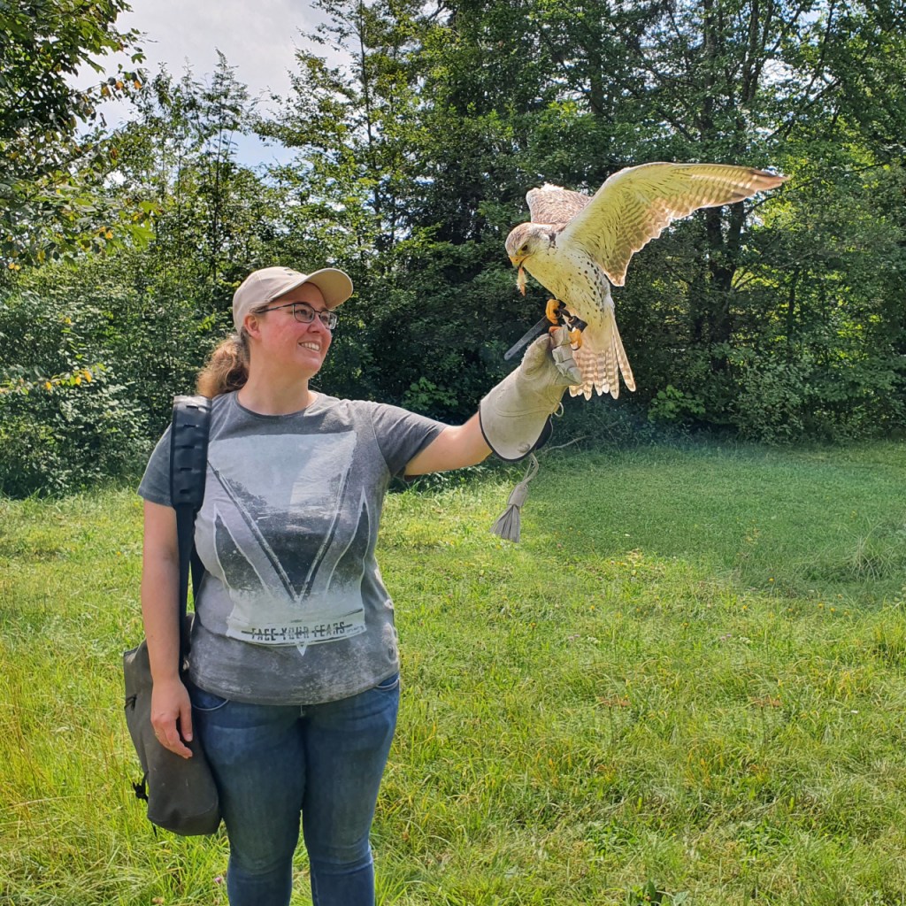 Der Sakerfalke landet grade mit offenen Flügeln auf Cornelias Hand und hat schon das Futter im Schnabel (© Sebastian Sperling, 2024)