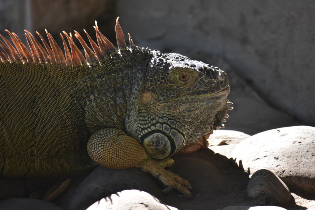 Ein Leguan liegt in der Sonne (© Cornelia Hebrank, 2024)