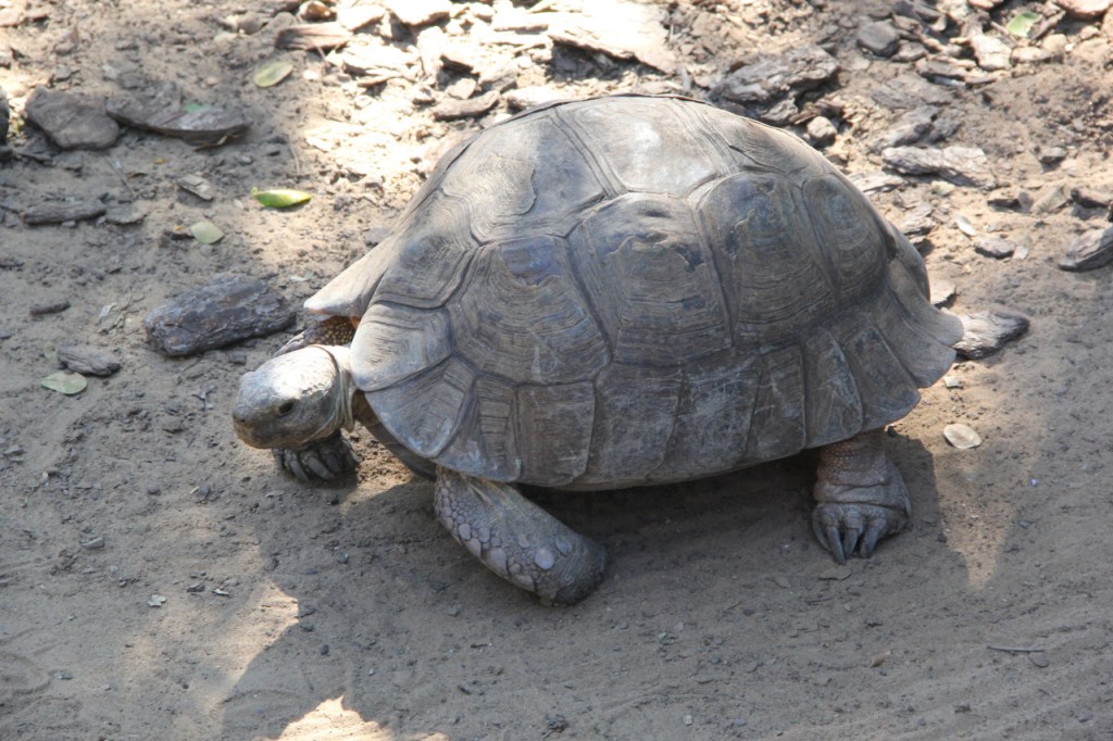 Landschildkröte am Wegrand (© Sebastian Sperling, 2024)