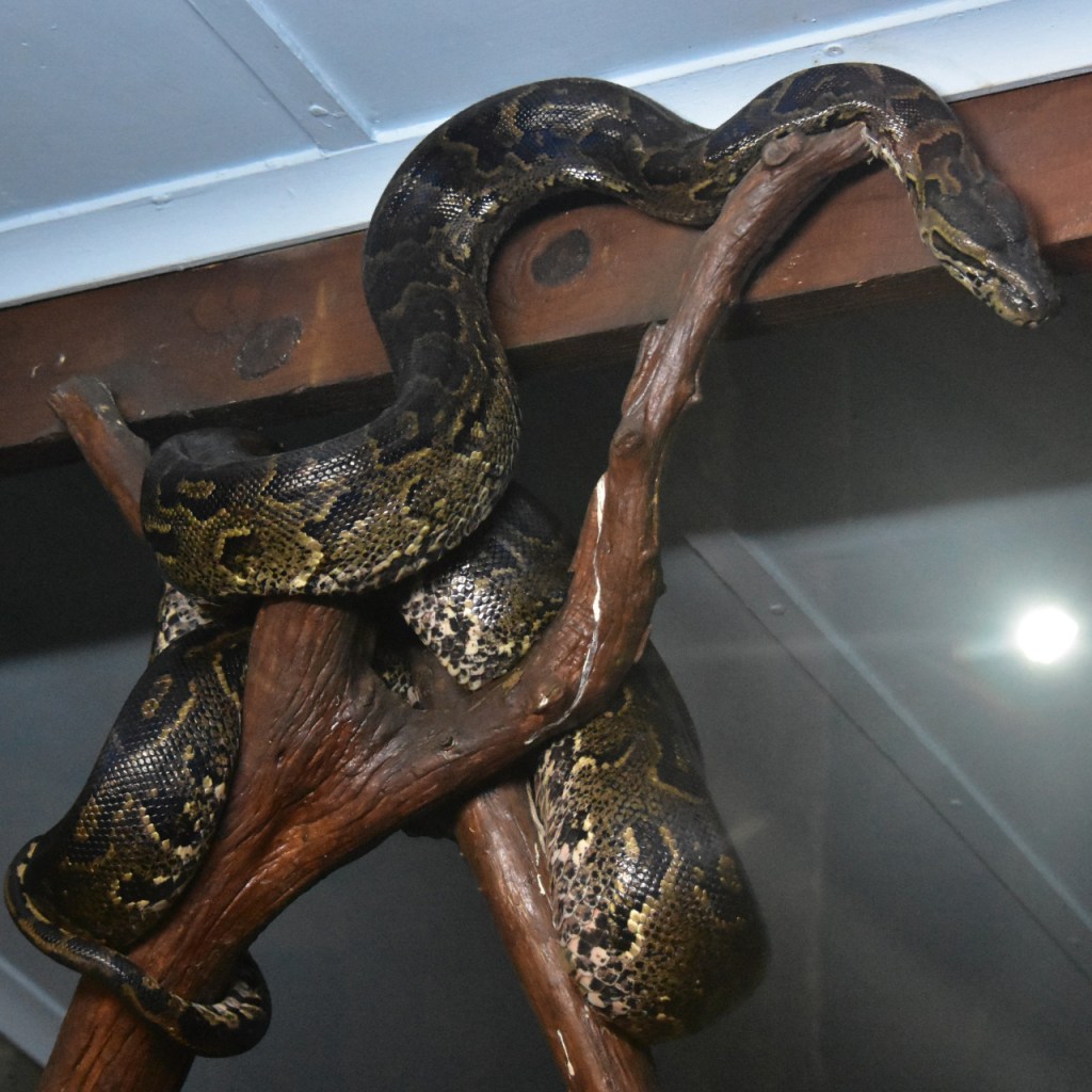 Eine große Schlange hat sich um einen künstlichen Ast gewunden und schaut von dort herunter (© Cornelia Hebrank, 2024)