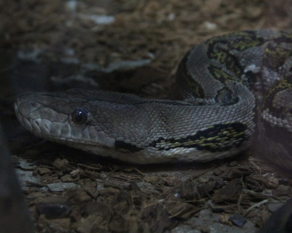 Nahaufnahme eines Schlangenkopfes direkt auf der anderen Seite des Glases (© Sebastian Sperling, 2024)