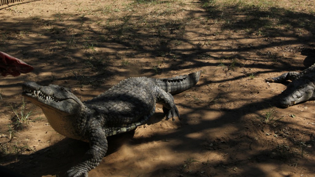 Zwei Krokodile bei der Fütterung (© Sebastian Sperling, 2024)