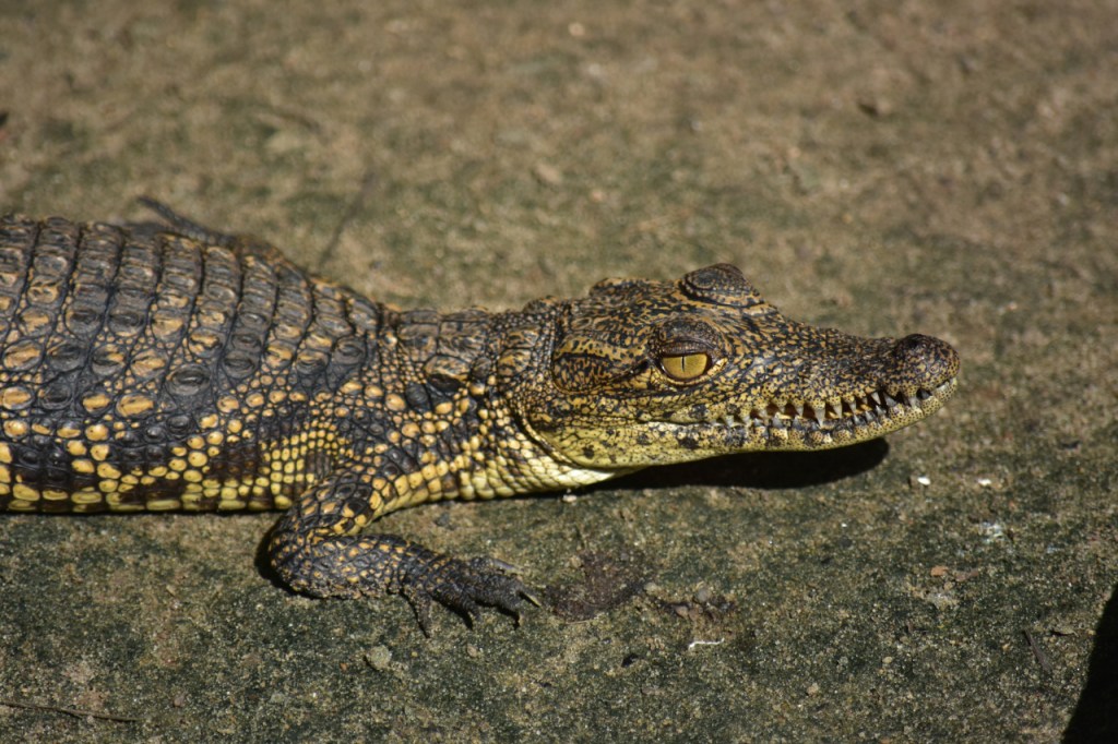 Ein ganz junges Nilkrokodil (© Cornelia Hebrank, 2024)