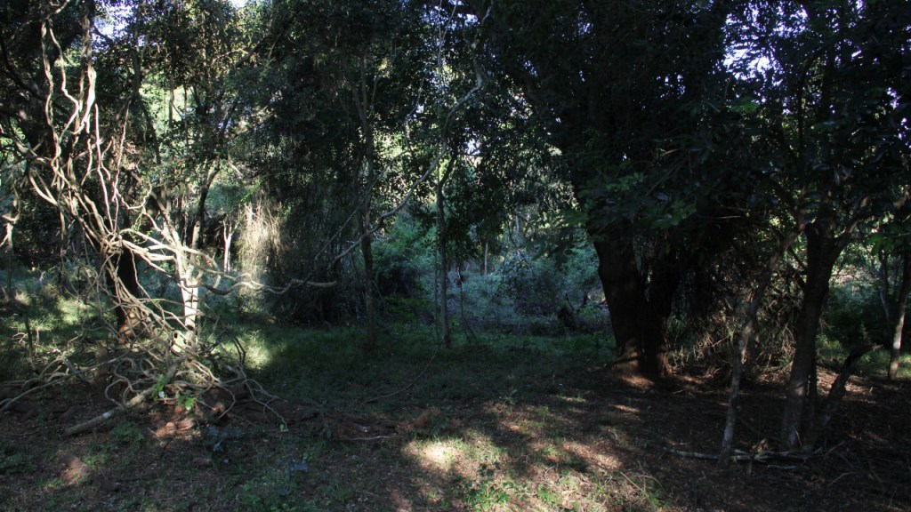 Schattiger afrikanischer Wald (© Sebastian Sperling, 2024)