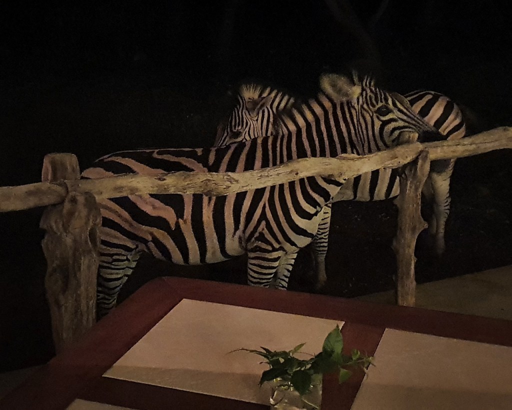 Die Zebras beim abendlichen Besuch des Essensbereichs (© Sebastian Sperling, 2024)