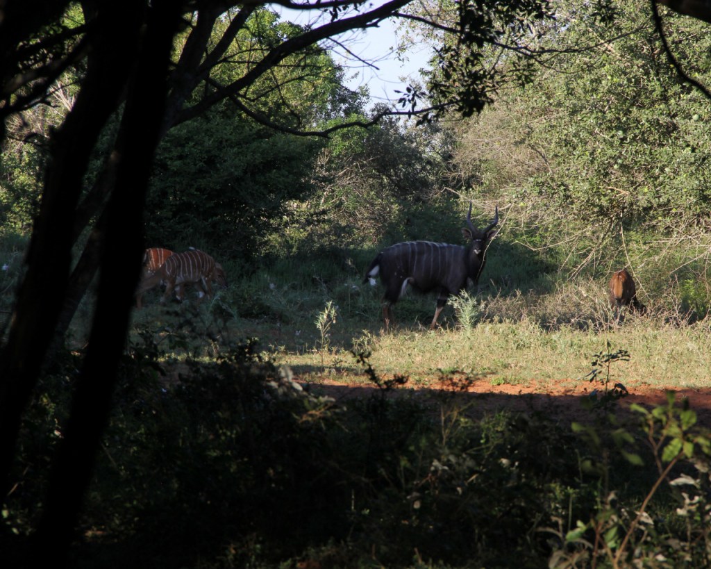 Ein Nyala-Männchen mit seinen Damen auf einer kleinen Waldlichtung (© Sebastian Sperling, 2024)