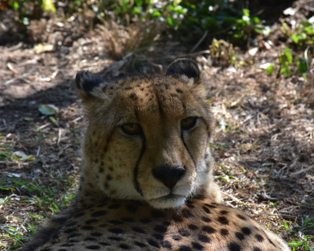 Afrika-Abenteuer 2024: Tag 17 – Auf zu den&nbsp;Katzen!