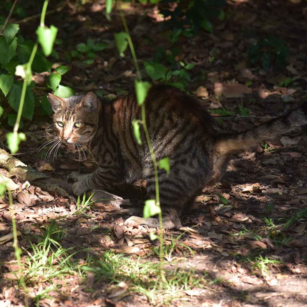 Wildkatze am Stalken mit erhobener Pfote (© Cornelia Hebrank, 2024)