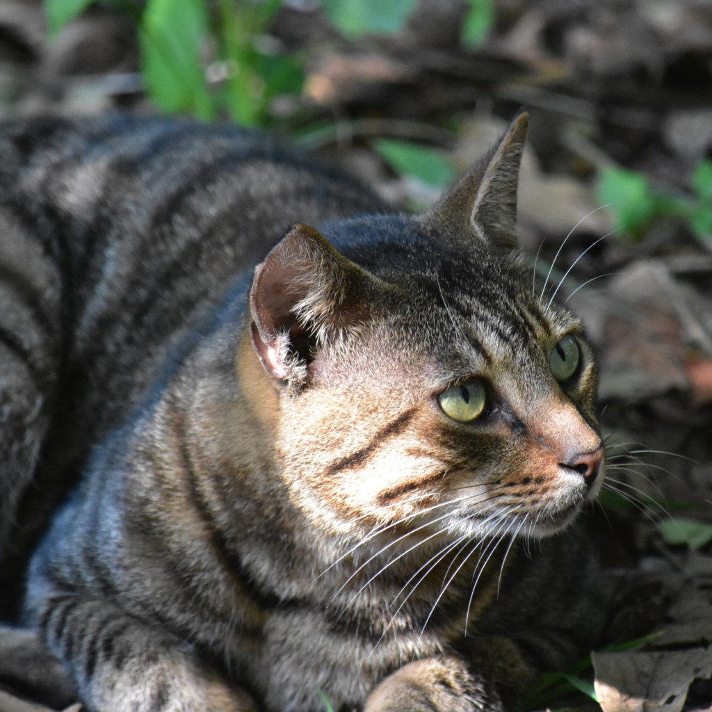 Nahaufnahme der Wildkatze mit fokussiertem Blick (© Cornelia Hebrank, 2024)
