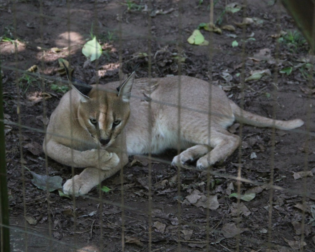Liegender Caracal schleckt seine Pfote (© Sebastian Sperling, 2024)