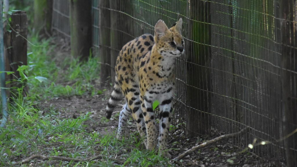Serval läuft am Gehegezaun entlang (© Cornelia Hebrank, 2024)