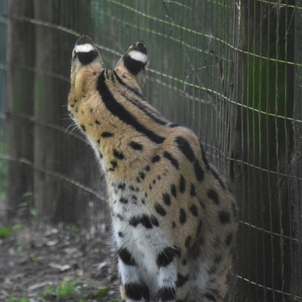 Ein Serval-Kopf von hinten mit den beschriebenen weißen Streifen auf den Ohren (© Cornelia Hebrank, 2024)