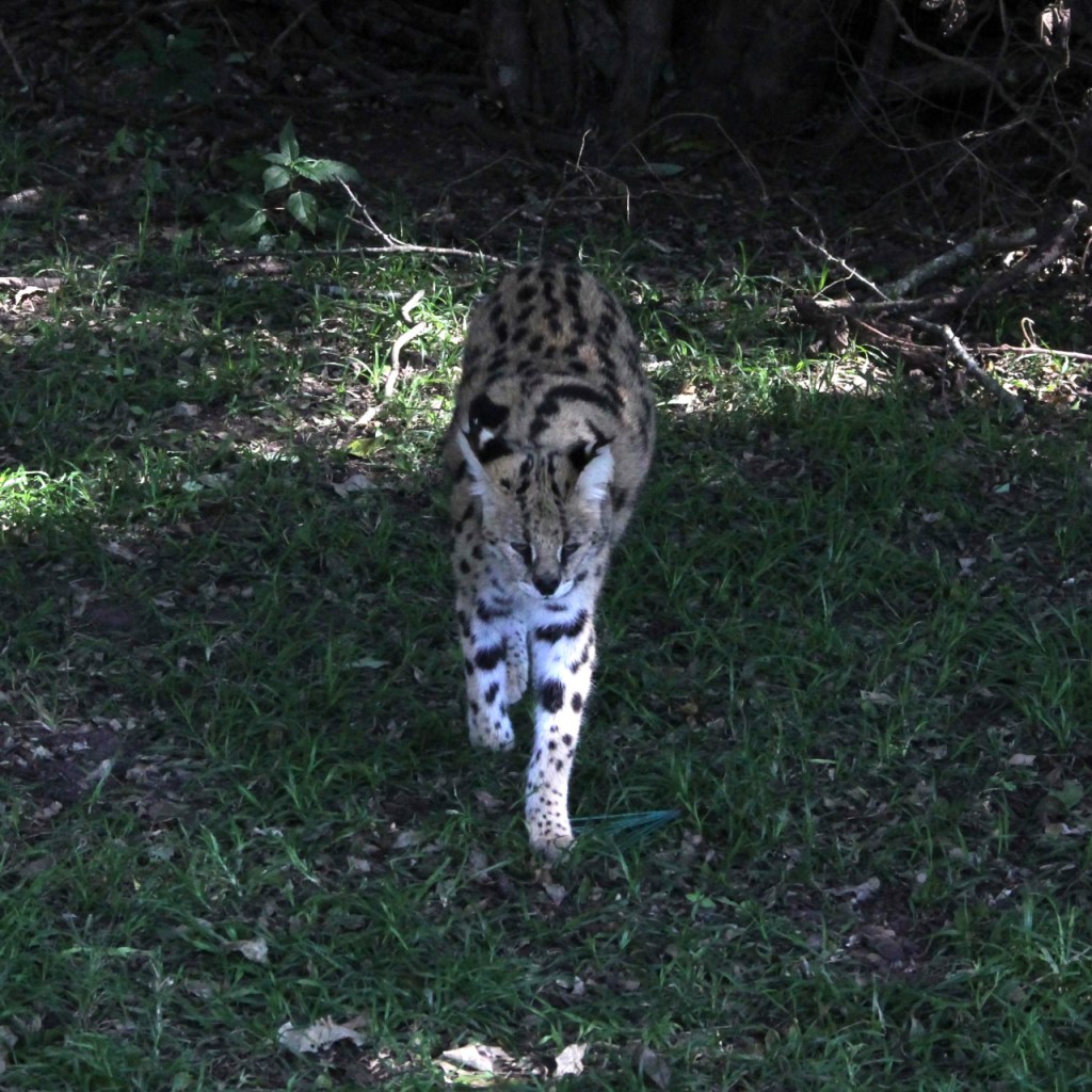 Serval kommt auf die Kamera zugelaufen und dreht die Ohren dabei (© Sebastian Sperling, 2024)