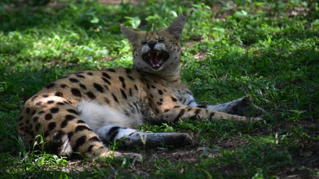 Liegender Serval gähnt (© Cornelia Hebrank, 2024)